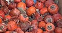 هدر رفت  میوه های گلستان به علت ضعف صنایع تبدیلی و جای خالی پرتودهی هسته‌ای